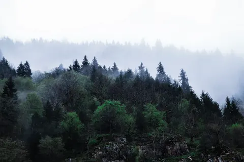 Fondo de pantalla Bosque con niebla 4K · nature · 3840×2560