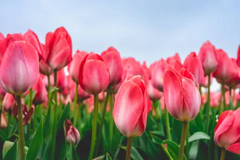 Tulip Field 4K Wallpaper · flowers · 3840×2560