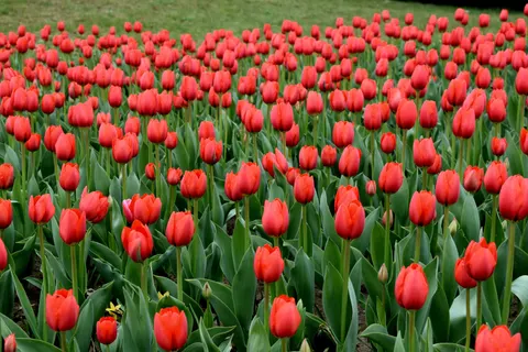 Tulip Field 4K Wallpaper · flowers · 3840×2560