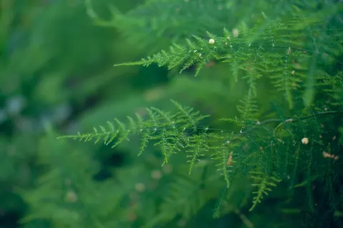 Sfondo Foglia di Felce 4K · flowers · 3840×2560