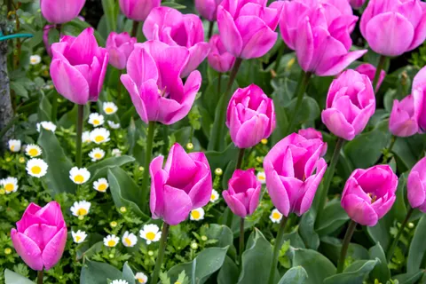 Fondo de pantalla Campo de tulipanes 4K · flowers · 3840×2560