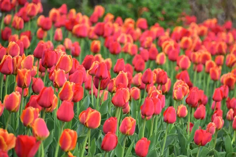 Tulip Field 4K Wallpaper · flowers · 3840×2560