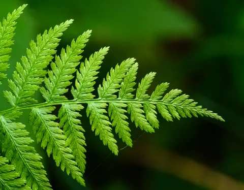 Fern Leaf 4K Wallpaper · flowers · 3840×2986
