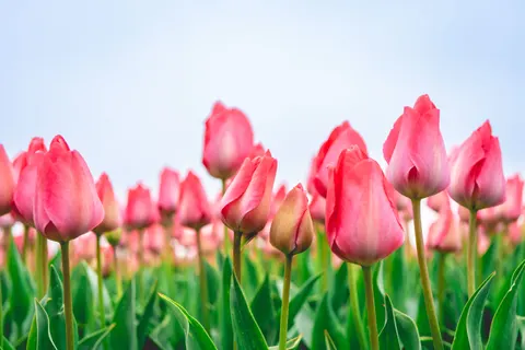Fondo de pantalla Campo de tulipanes 4K · flowers · 3840×2560