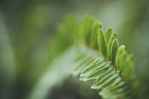 Обои Лист папоротника 4K · flowers · 3840×2560