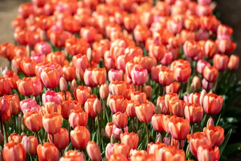 Fond d'écran Champ de tulipes 4K · flowers · 3840×2560