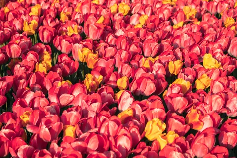 Fond d'écran Champ de tulipes 4K · flowers · 3840×2560