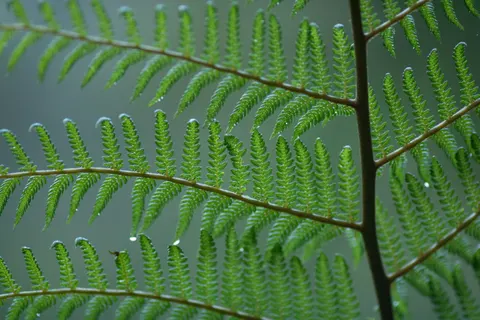 Fern Leaf 4K Wallpaper · flowers · 3840×2560