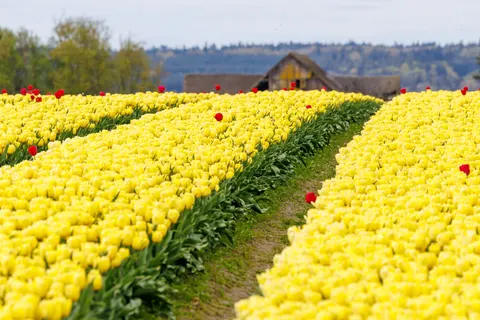 Papel de parede Campo de tulipas 4K · flowers · 3840×2561