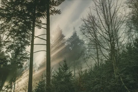 Nebliger Wald 4K Hintergrundbild · nature · 3840×2560
