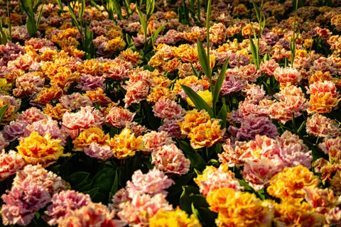 튤립 밭 4K 배경화면 · flowers · 3840×2560