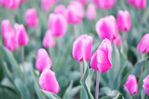 Fond d'écran Champ de tulipes 4K · flowers · 3840×2560