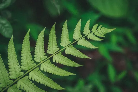Sfondo Foglia di Felce 4K · flowers · 3840×2563