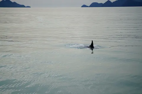 鯨魚 4K桌布 · ocean · 3840×2561