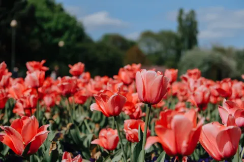 郁金香田 4K壁纸 · flowers · 3840×2560
