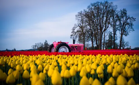 خلفية حقل التوليب بدقة 4K · flowers · 3840×2358