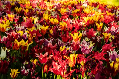 郁金香田 4K壁纸 · flowers · 3840×2560