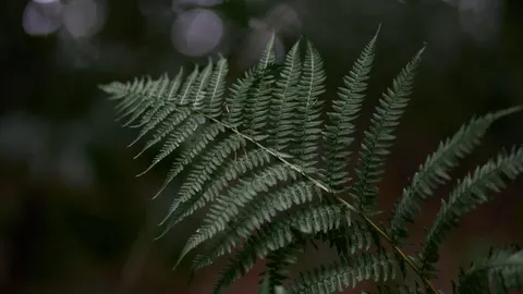 फर्न पत्ती 4K वॉलपेपर · flowers · 3840×2160