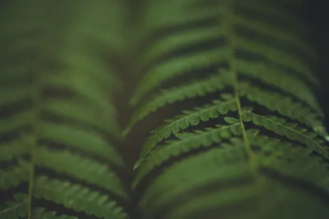 Fern Leaf 4K Wallpaper · flowers · 3840×2560