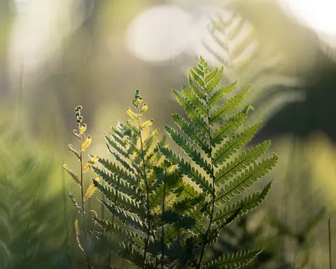 Fern Leaf 4K Wallpaper · flowers · 3840×3072