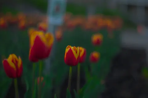 郁金香田 4K壁纸 · flowers · 3840×2560