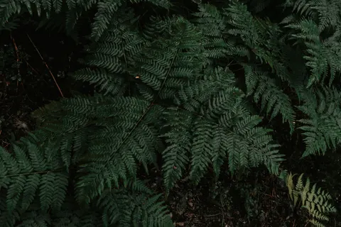 Fern Leaf 4K Wallpaper · flowers · 3840×2560
