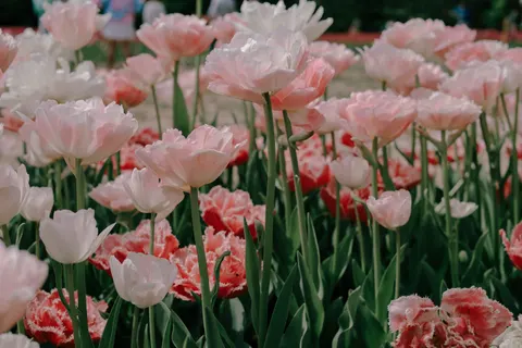 튤립 밭 4K 배경화면 · flowers · 3840×2560
