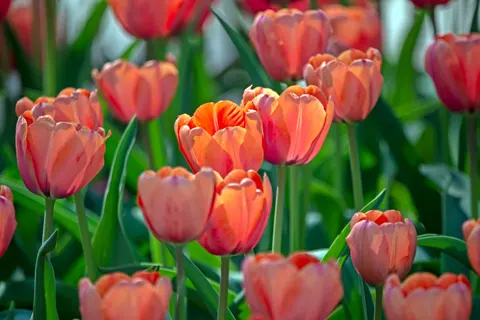 Tulpenfeld 4K Hintergrundbild · flowers · 3840×2563
