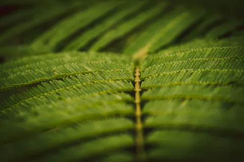फर्न पत्ती 4K वॉलपेपर · flowers · 3840×2560