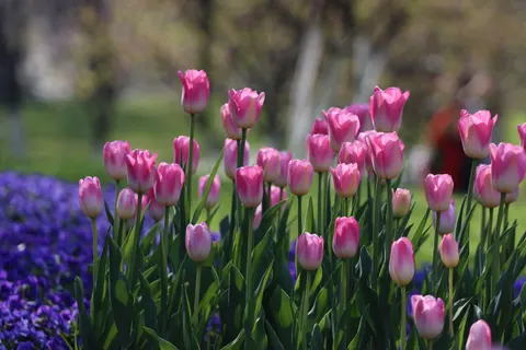 خلفية حقل التوليب بدقة 4K · flowers · 3840×2560