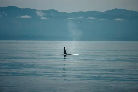 والپیپر نهنگ با کیفیت 4K · ocean · 3840×2561