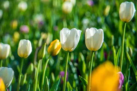 Обои Тюльпановое поле 4K · flowers · 3840×2560
