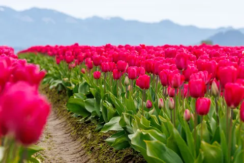 Tulpenfeld 4K Hintergrundbild · flowers · 3840×2561