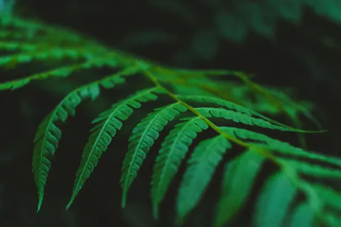 고사리 잎 4K 배경화면 · flowers · 3840×2560