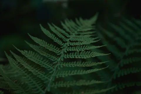 Fondo de pantalla Hoja de Helecho 4K · flowers · 3840×2560