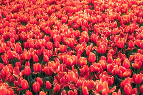 Fond d'écran Champ de tulipes 4K · flowers · 3840×2560