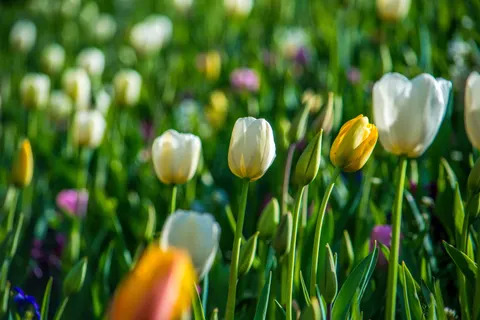 Обои Тюльпановое поле 4K · flowers · 3840×2560