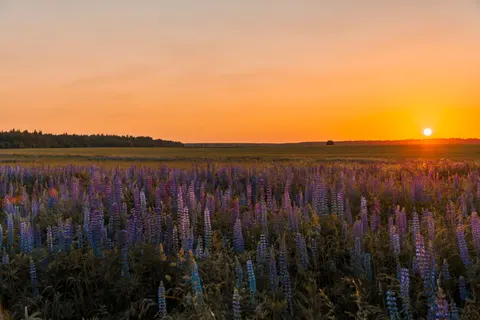 Landelijk Veld 4K-achtergrond · nature · 3840×2560