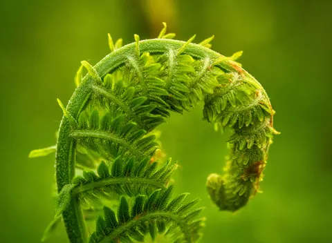Fern Leaf 4K Wallpaper · flowers · 3840×2810