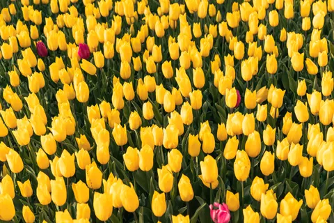 튤립 밭 4K 배경화면 · flowers · 3840×2560