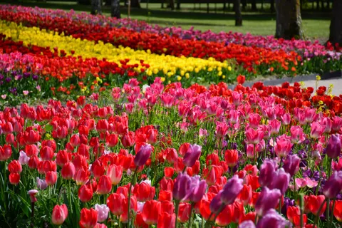 خلفية حقل التوليب بدقة 4K · flowers · 3840×2560