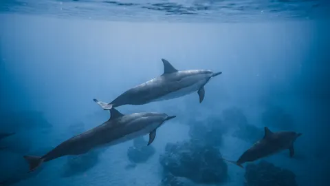 고래 4K 배경화면 · ocean · 3840×2160
