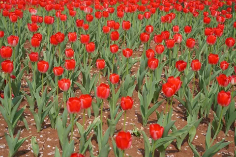 Tulpenfeld 4K Hintergrundbild · flowers · 3840×2560