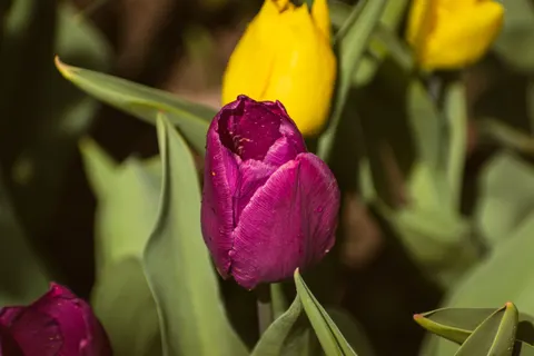 خلفية حقل التوليب بدقة 4K · flowers · 3840×2560