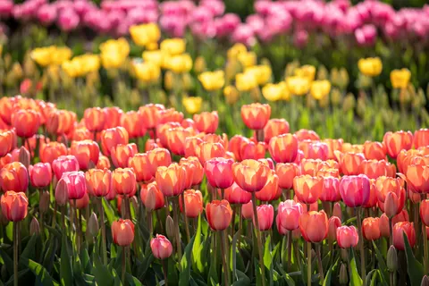 Papel de parede Campo de tulipas 4K · flowers · 3840×2560