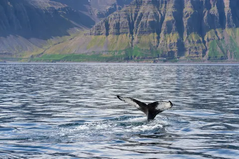 Whale 4K Wallpaper · ocean · 3840×2560