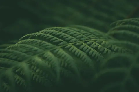Sfondo Foglia di Felce 4K · flowers · 3840×2560