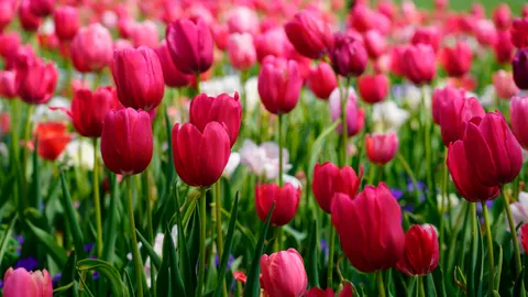 Tulpenfeld 4K Hintergrundbild · flowers · 3840×2160