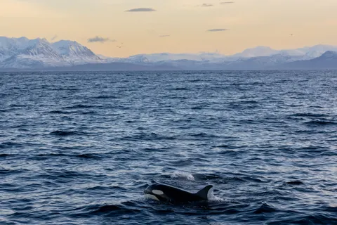 والپیپر نهنگ با کیفیت 4K · ocean · 3840×2560
