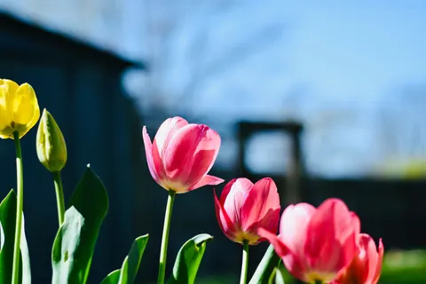 郁金香田 4K壁纸 · flowers · 3840×2560